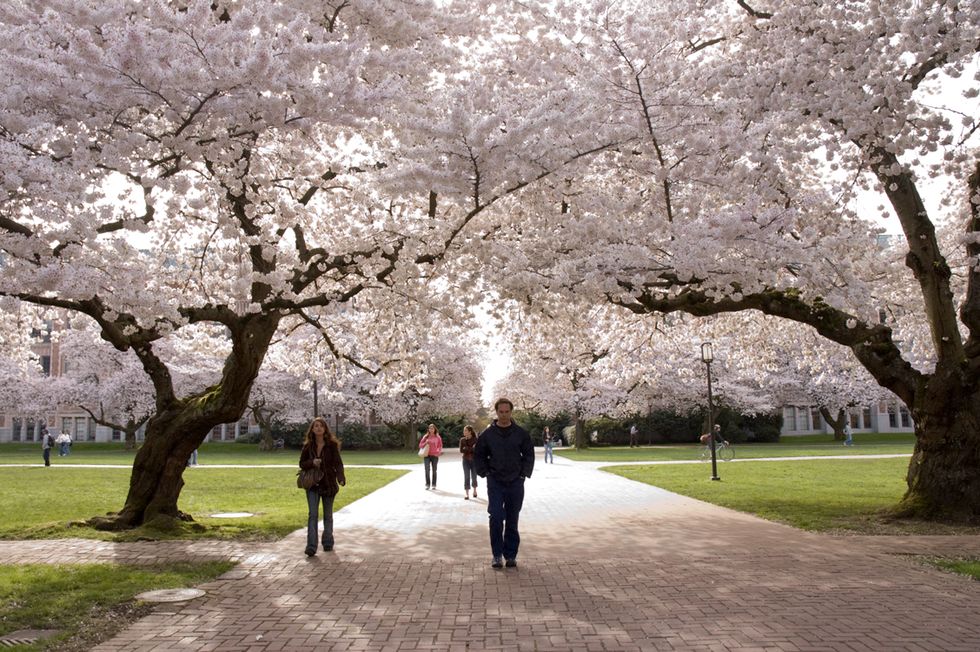 It's Tourist Season Again At University Of Washington