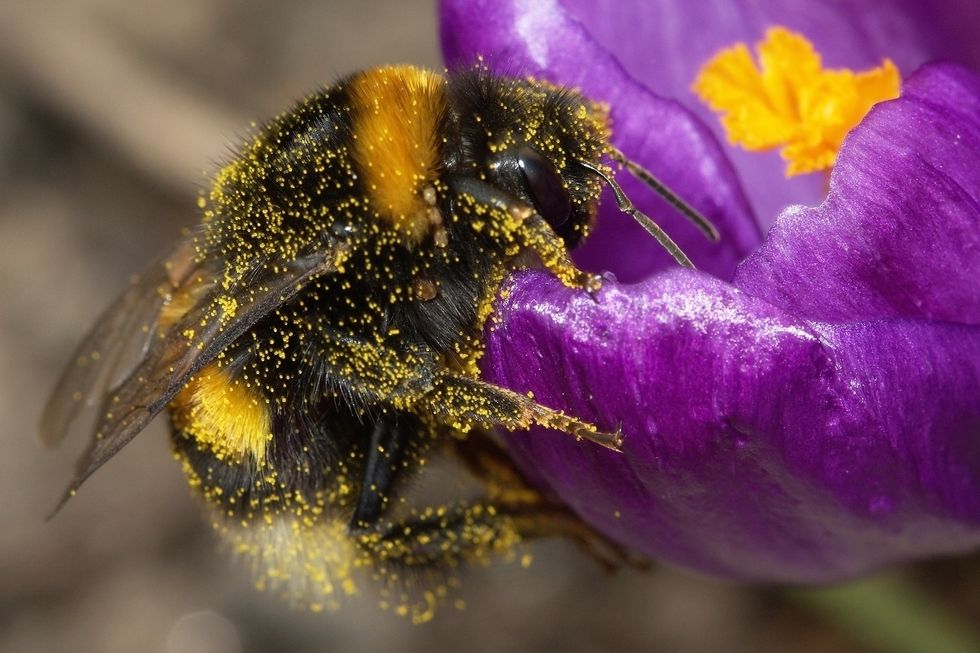 10 Struggles Anyone With Pollen Allergies Relates To