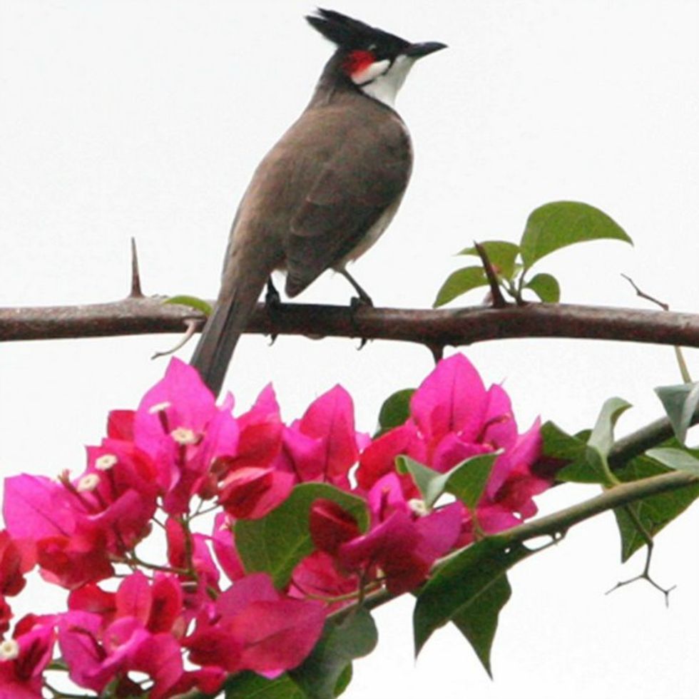 Nightingale of Paradise