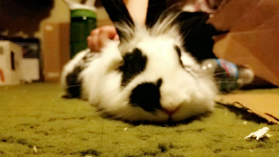 A Thank You Letter To My Bunny