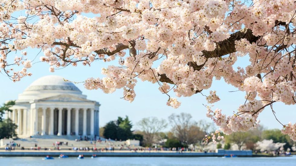 7 Cherry Blossom Festivals Around The Country