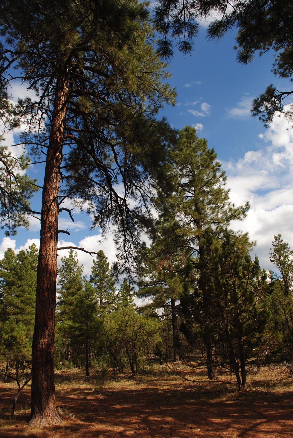 Is That Bigfoot? Nope, It's Just Gigantopithecus!