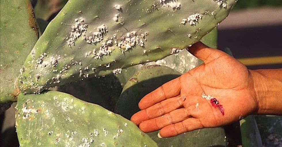 7 Haram Ingredients Muslims Will Thank Allah We Can't Eat