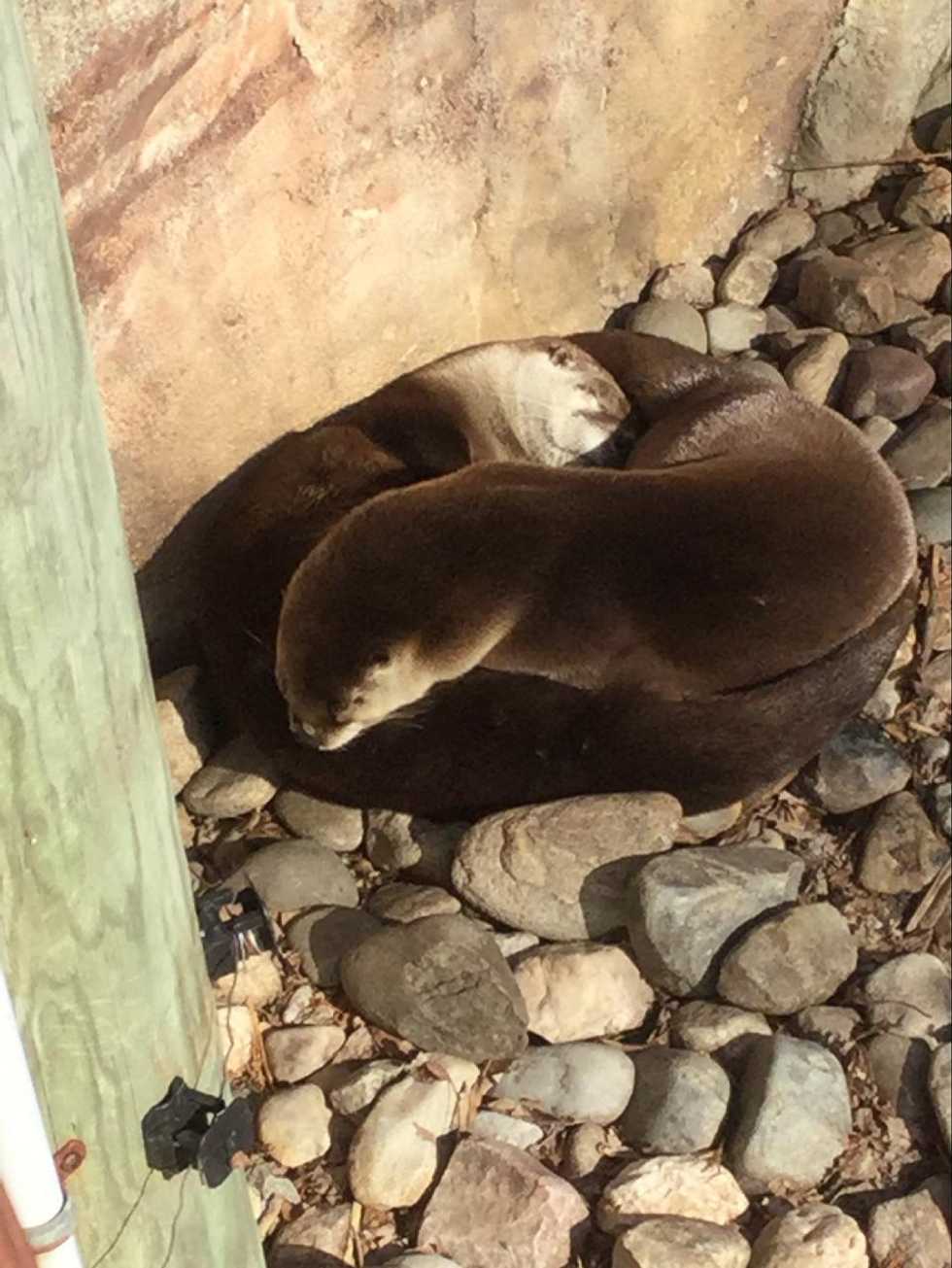 Why Zoo Science