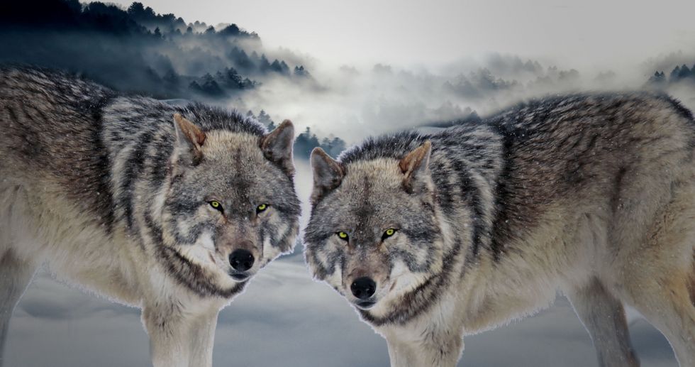 The Two Wolves