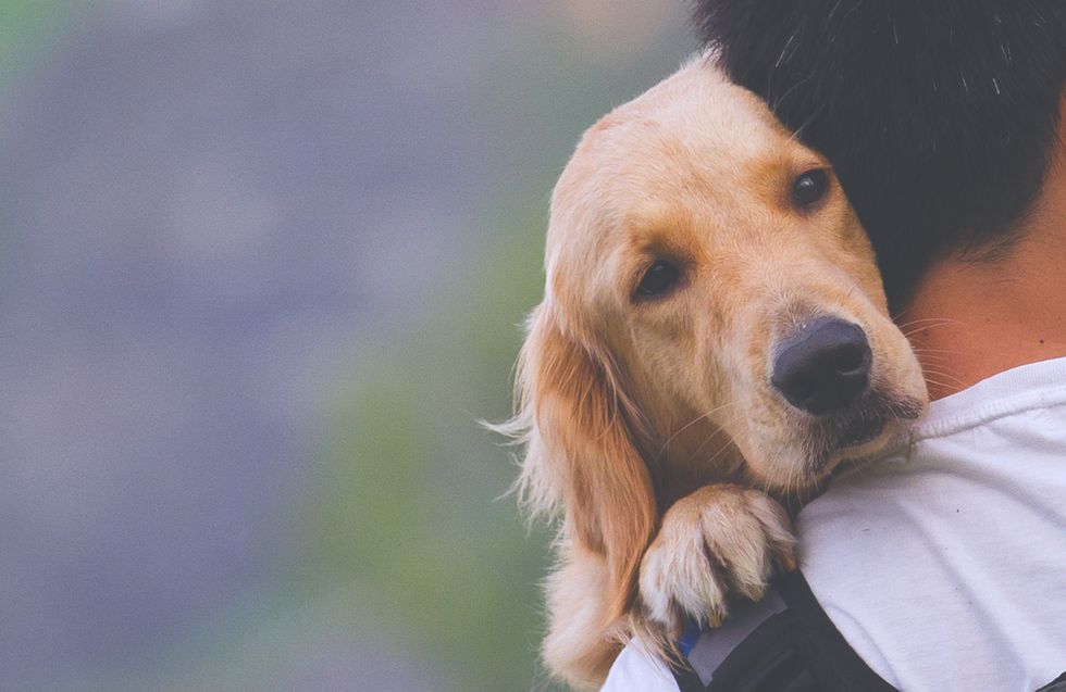 15 Texts We'd Get From Dogs If They Had Thumbs