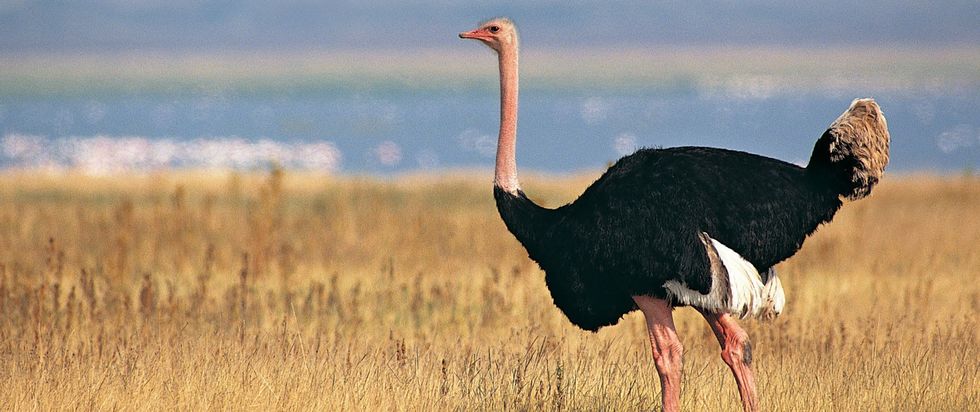 7 Fun Facts About Ostriches