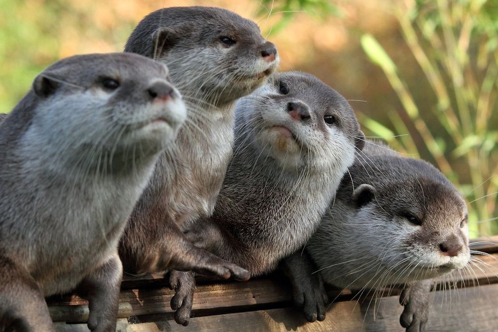 7 Otter Facts That Prove They're The World's Best Animal