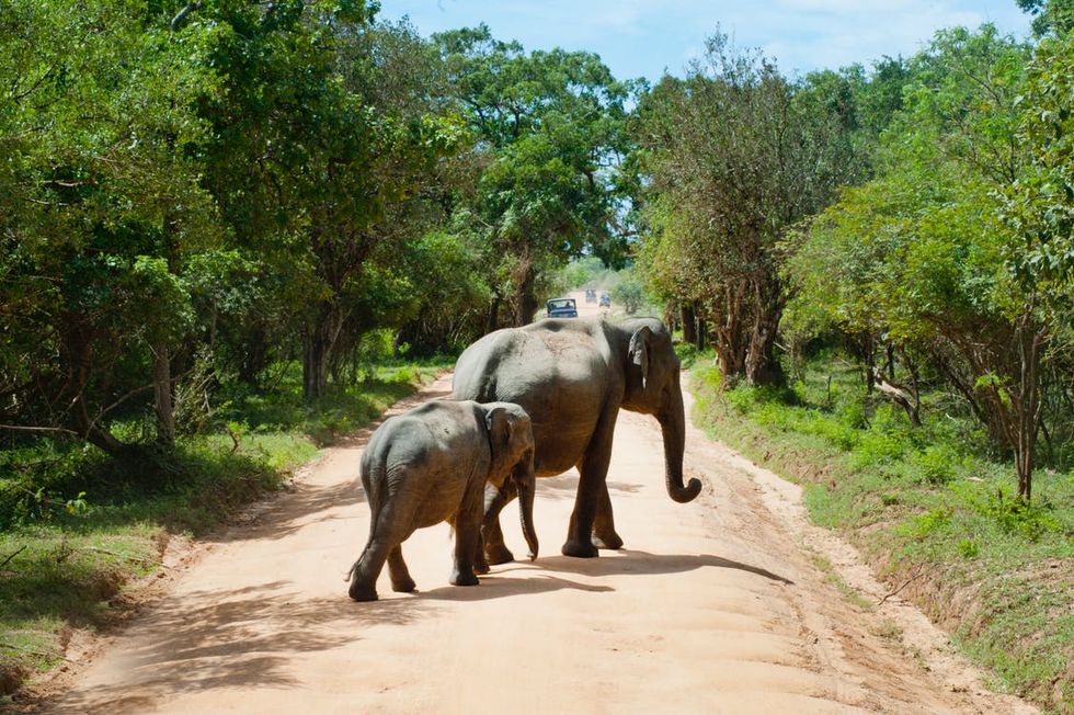 The Hidden Complexities Behind Elephant Conservation in Botswana Africa