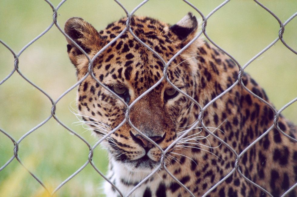 Why It's Important To Boycott Zoos