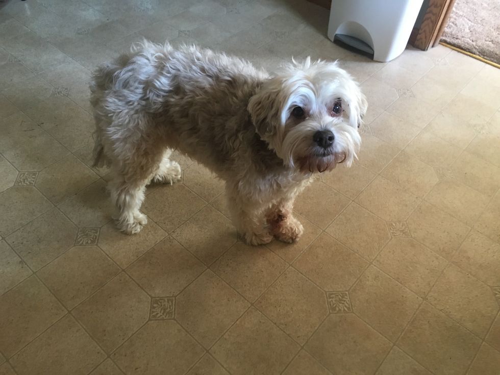 10 Realizations You Have When Your Pet Is Dying