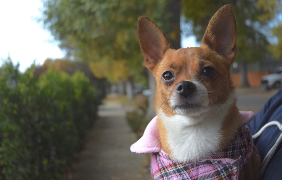 An Open Letter To My Dog