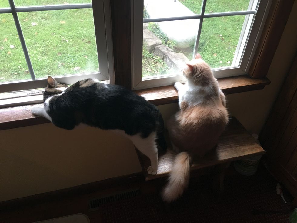 3 Reasons Cats Deserve More Credit