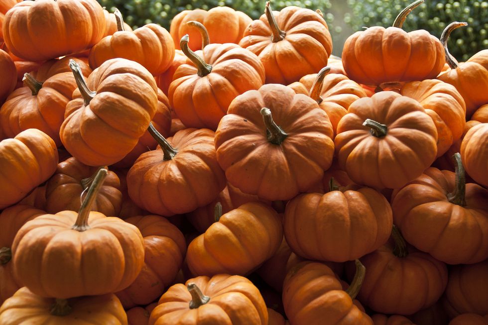 9 Of The Best Pumpkin Spice Products Of The Fall