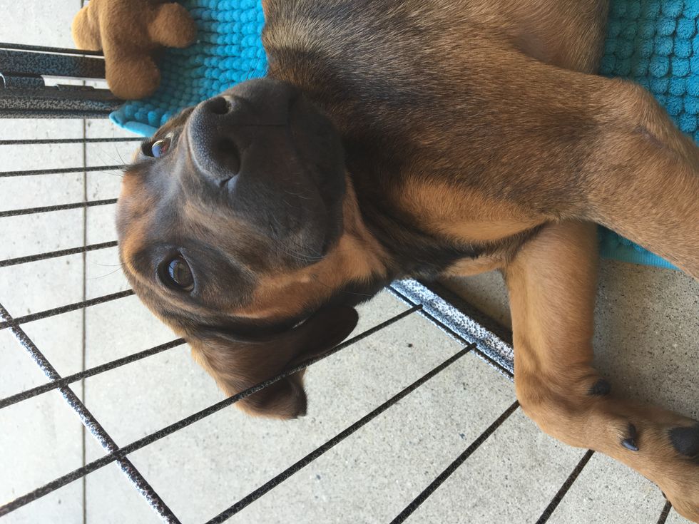 The Pets of Harvey and Irma