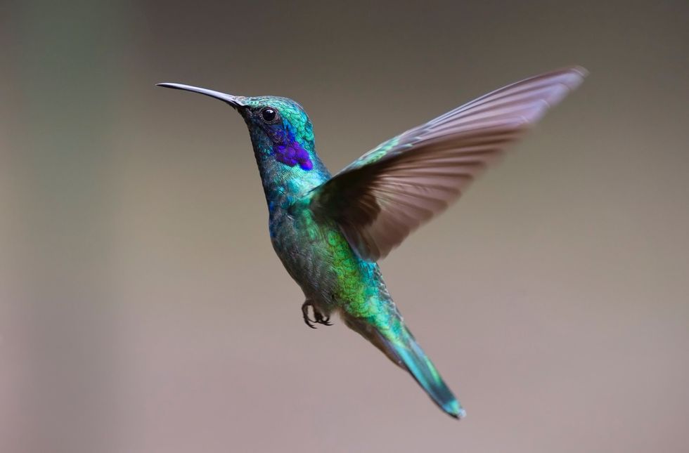 3 Things You Probably Have In Common With Hummingbirds