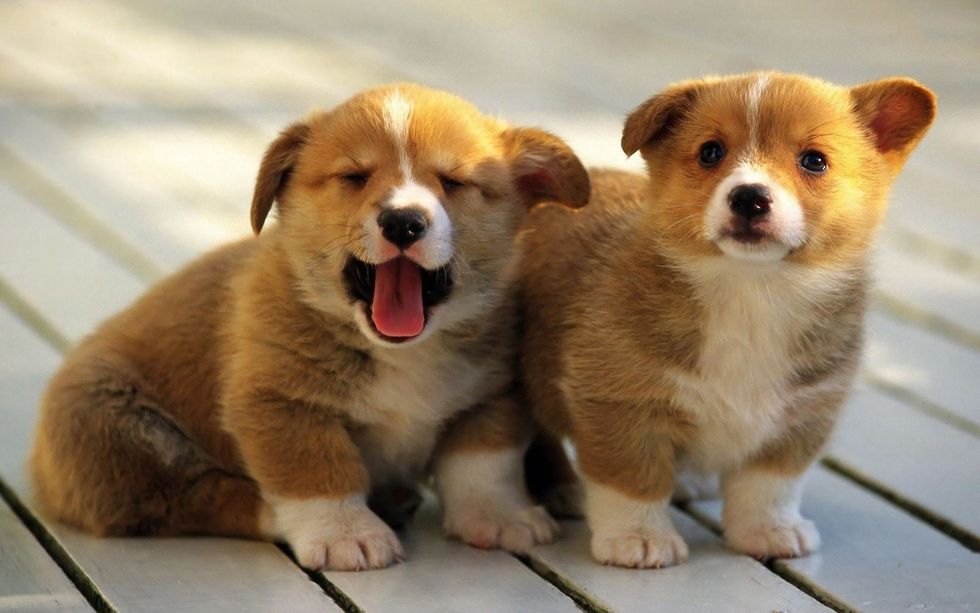 5 Things Every Corgi Owner Knows To Be True