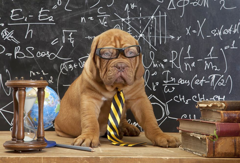 11 Times Dogs Described Students During The Semester