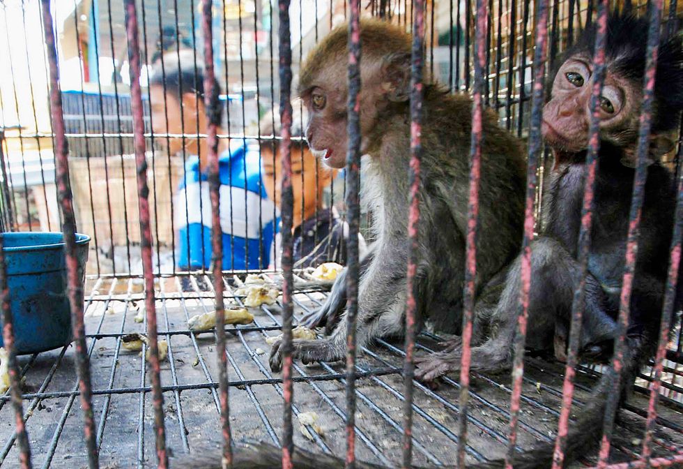 The Illegal Pet Trade and its Effects on Wildlife