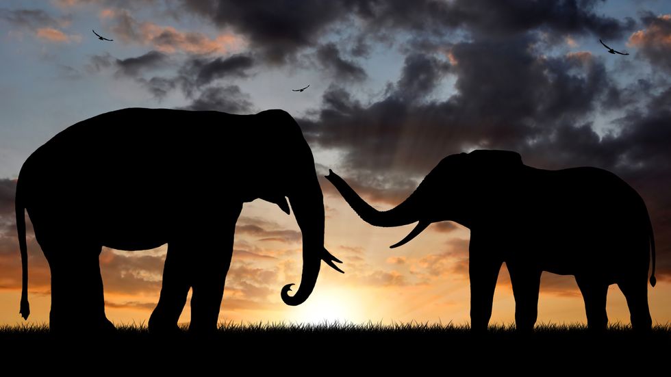 8 Elephant Facts For Elephant Appreciation Day