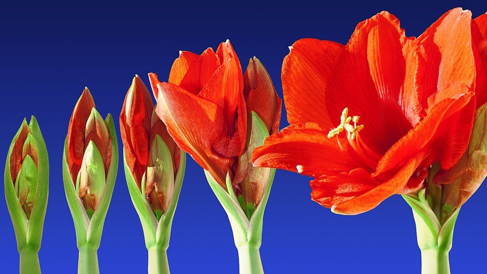 The Importance of Growth