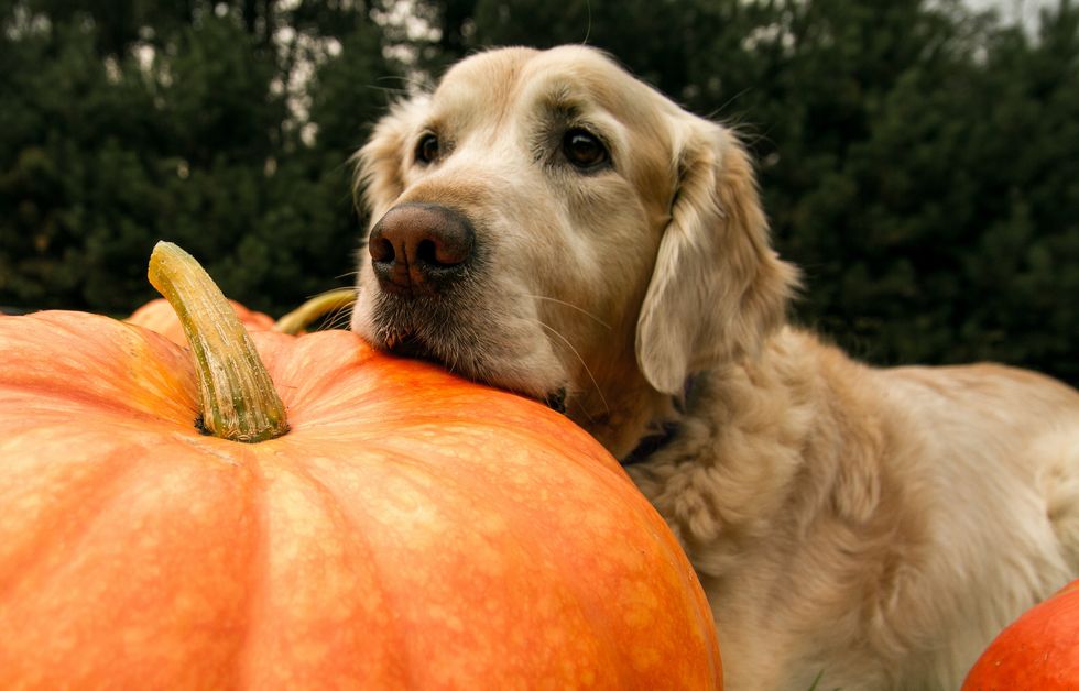 10 Fall Activities That, Like Everything Else, Are Even MORE Fun With Your Dog