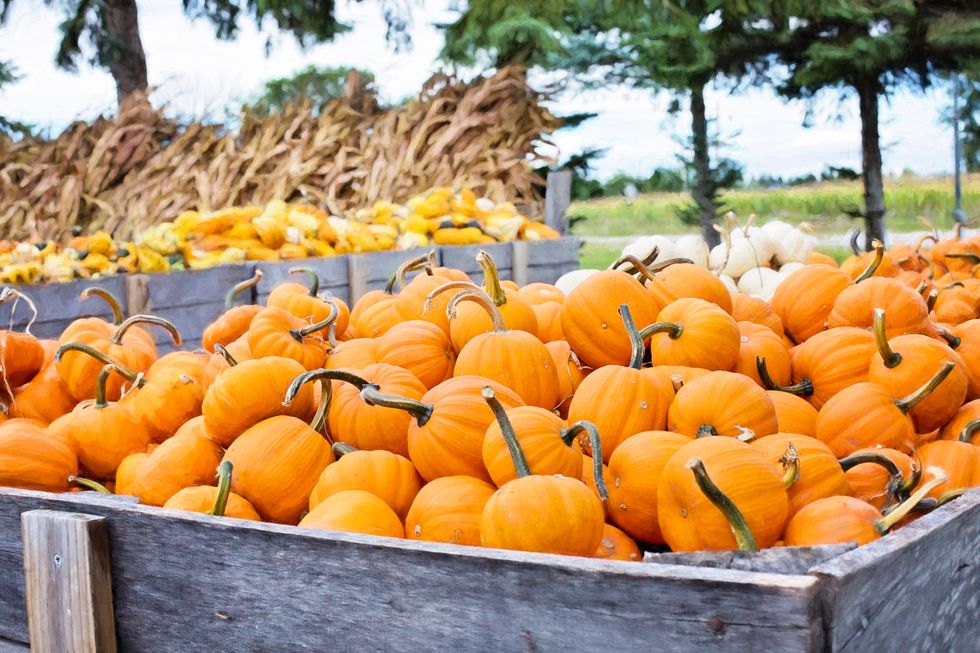 7 Obvious Reasons Fall Is The Absolute BEST Season Of The Year