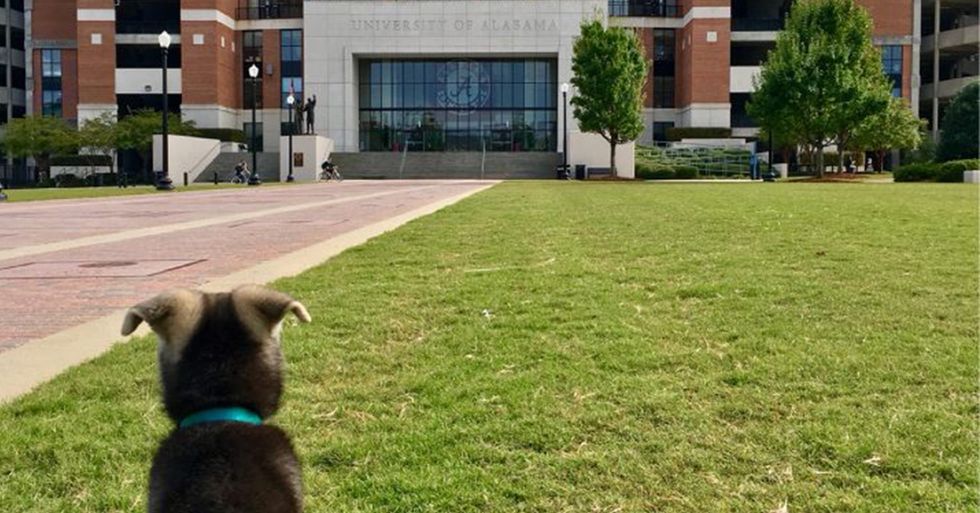 The 19 Cutest Dogs At The University Of Alabama