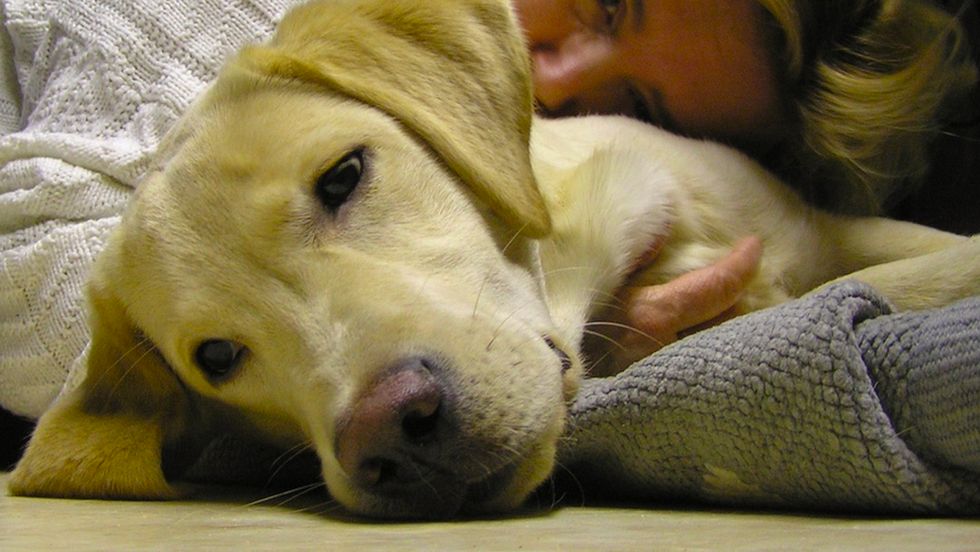 7 Things That Happened When You Leave Your Dog For College