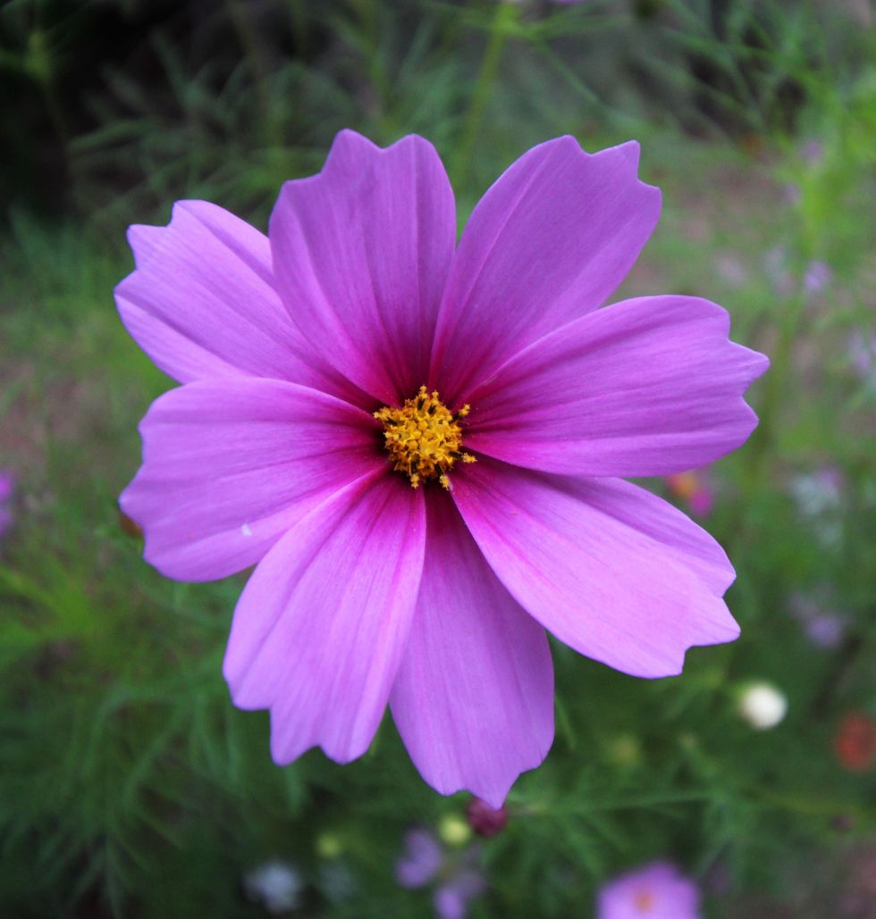 How Is Your Environmental Heath Literacy?