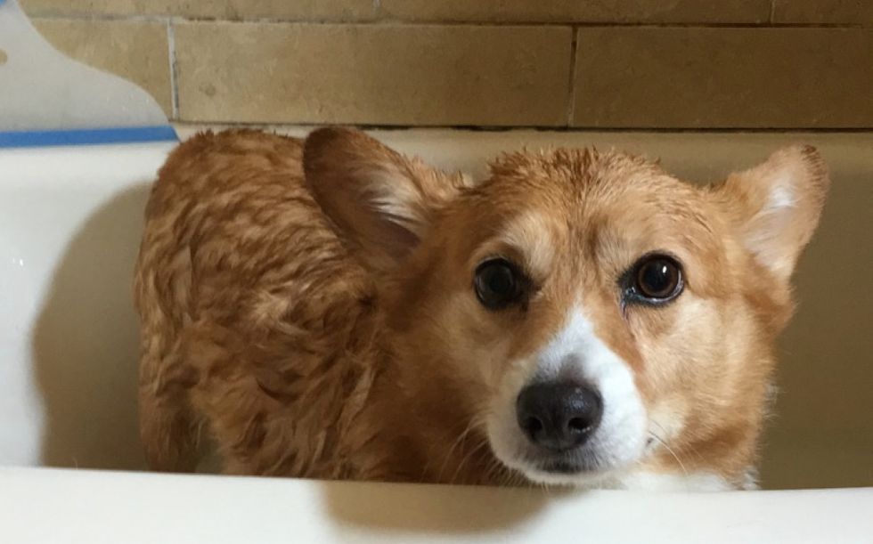 I Absolutely Refuse To Make My Corgi An Instagram