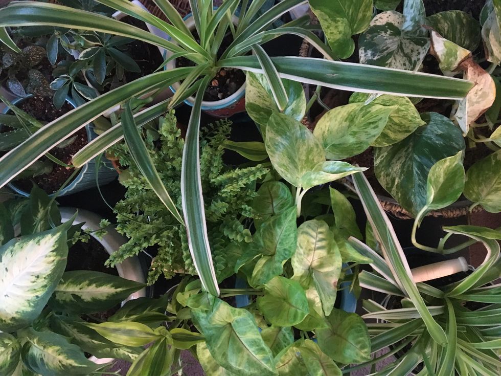 5 Houseplants First-Time Plant Parents Won't Accidentally Kill