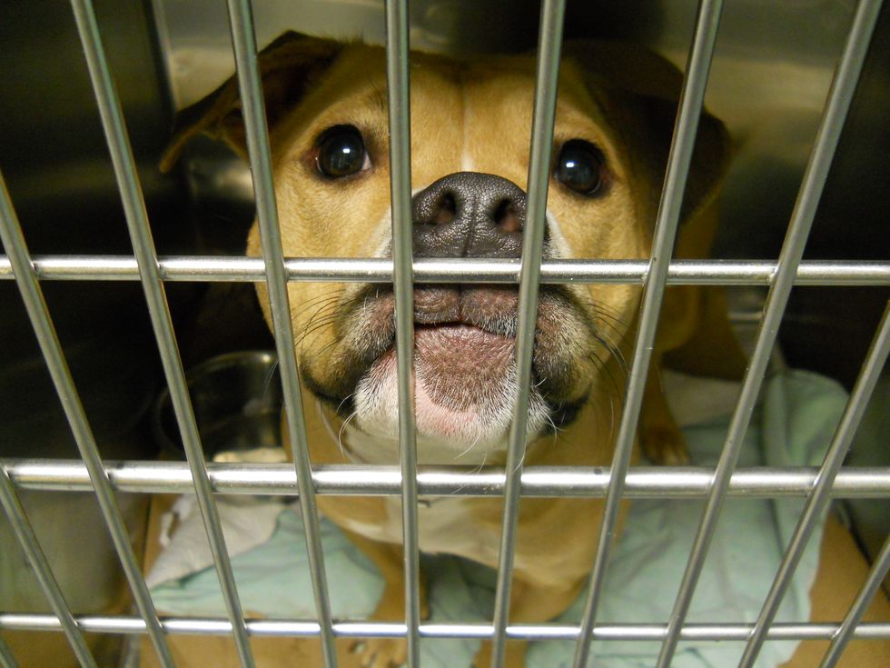 The Ugly Truth Behind PETA