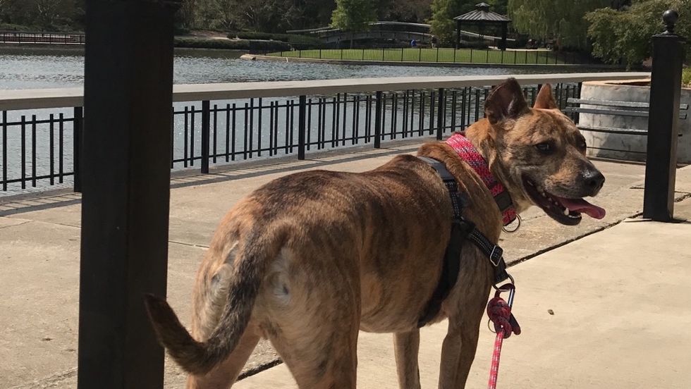 Raleigh Dog Owners: These Are 6 Spots You Don't Want To Miss