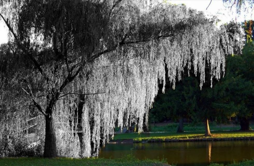 Poetry On Odyssey: Weeping Willow