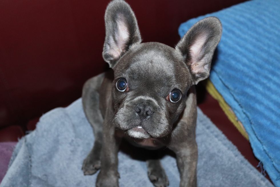 10 Reasons Why You Should Never Own A Frenchie