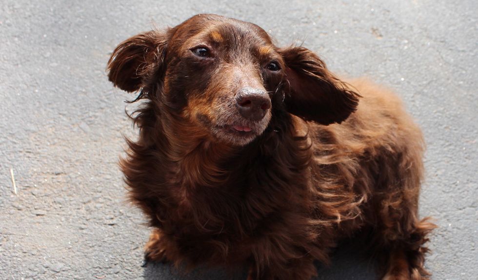 10 Reasons Dachshunds Are Just The BEST Breed
