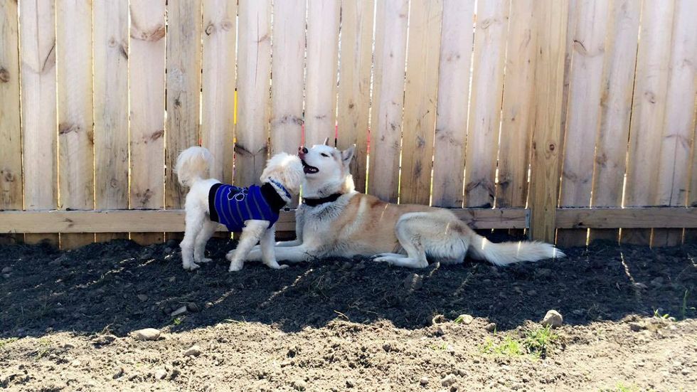 Happiness In Life Is Walking A Dog, Or Two