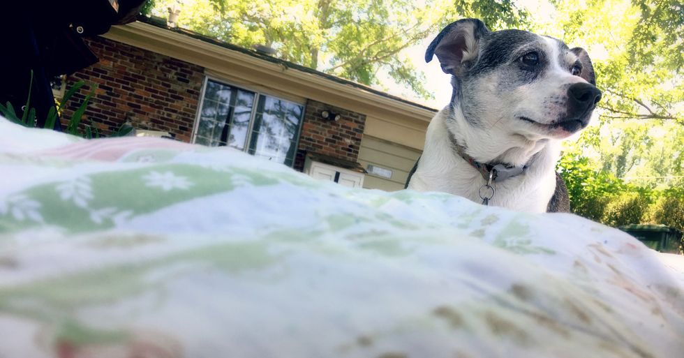 A Letter To The Dog I Didn't Get To Say Goodbye To