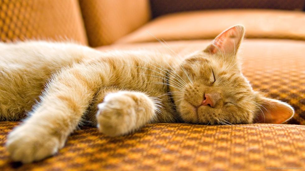 6 Reasons Why We Should All Just Take a Nap Instead