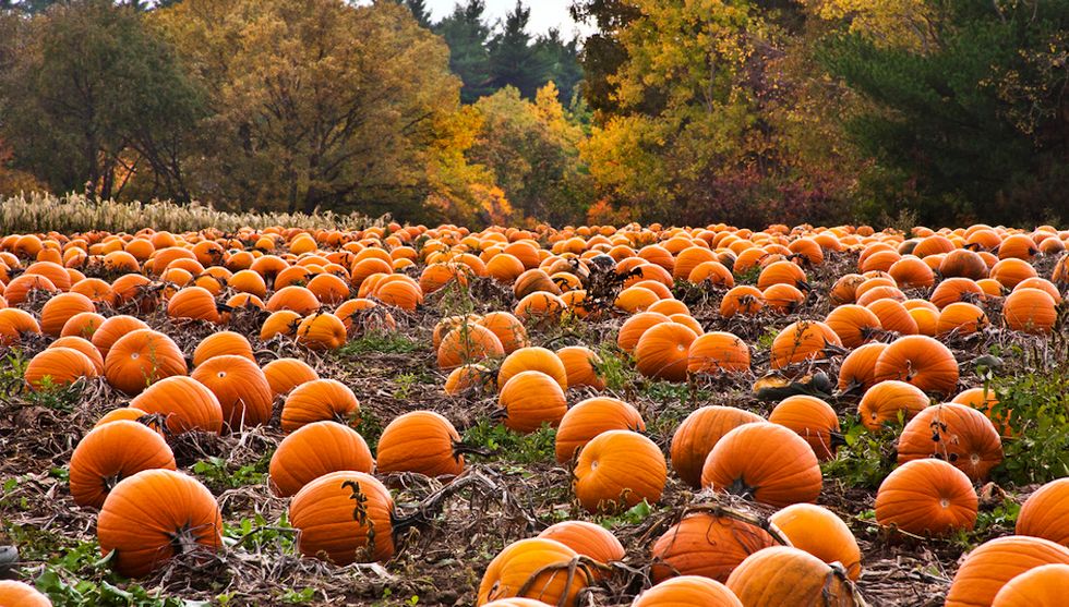 23 Things To Look Forward To This Fall, Every Fall