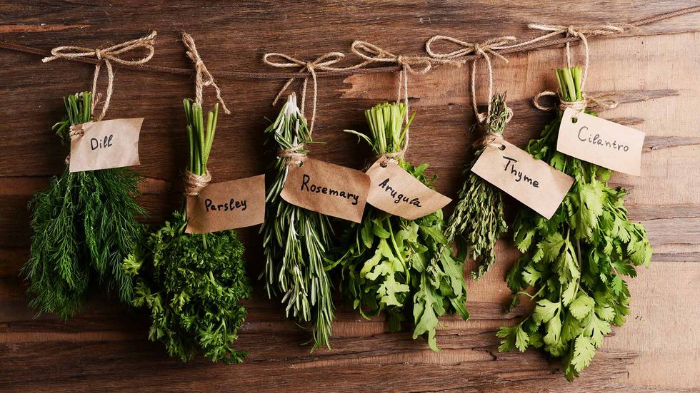 7 Easy-To-Grow Herbs In Your Apartment