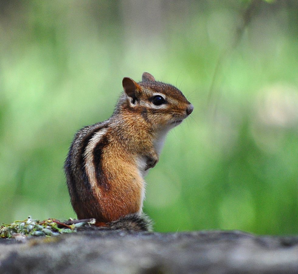 Cool Things You Probably Didn't Know About Chipmunks