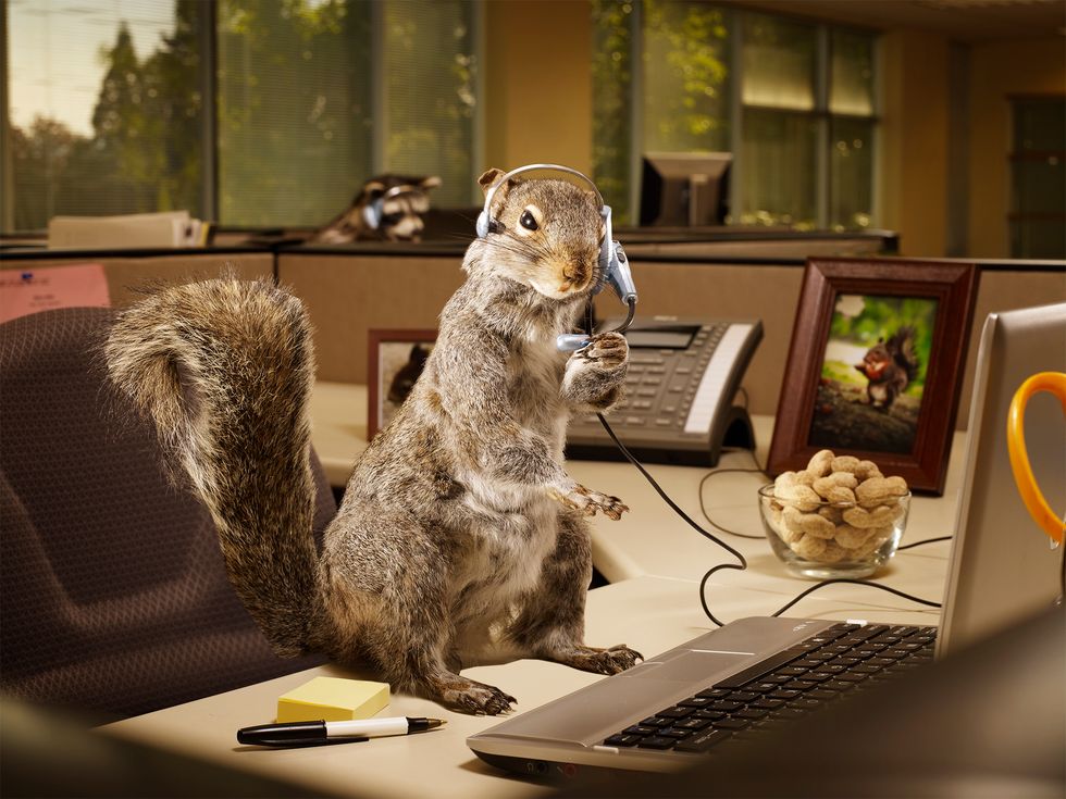Work Week Animals The Work Week Struggle, As Told By 20 Adorable Animals | The Odyssey Online