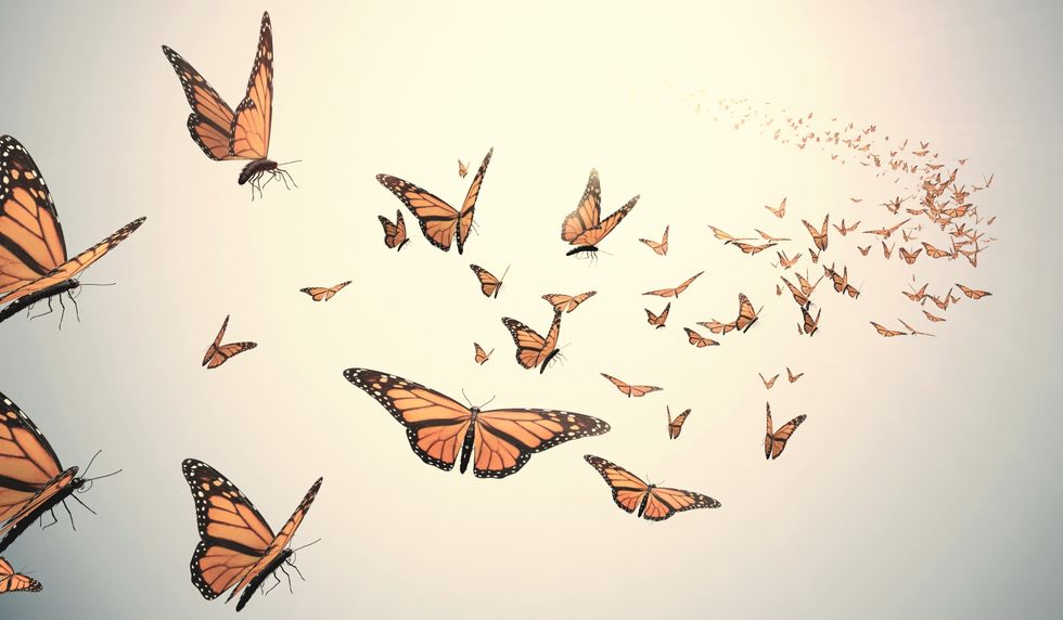 Butterflies: The Ultimate Symbol of Freedom