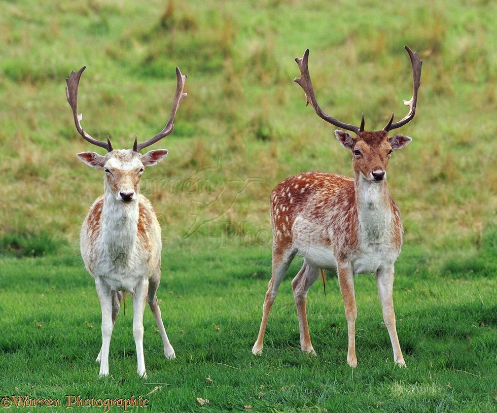 The Secret History Of Fallow Deer