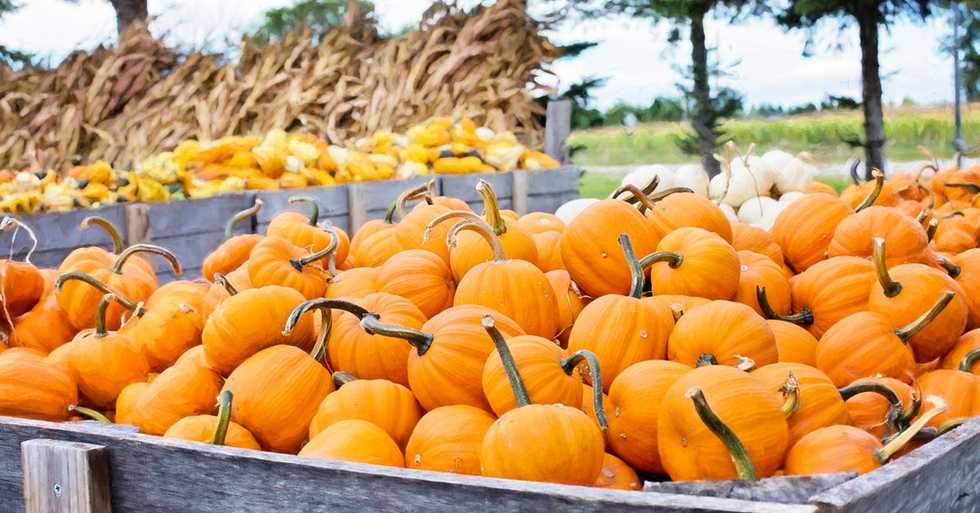 17 Fall Activities That Will Make You Feel #BasicAF