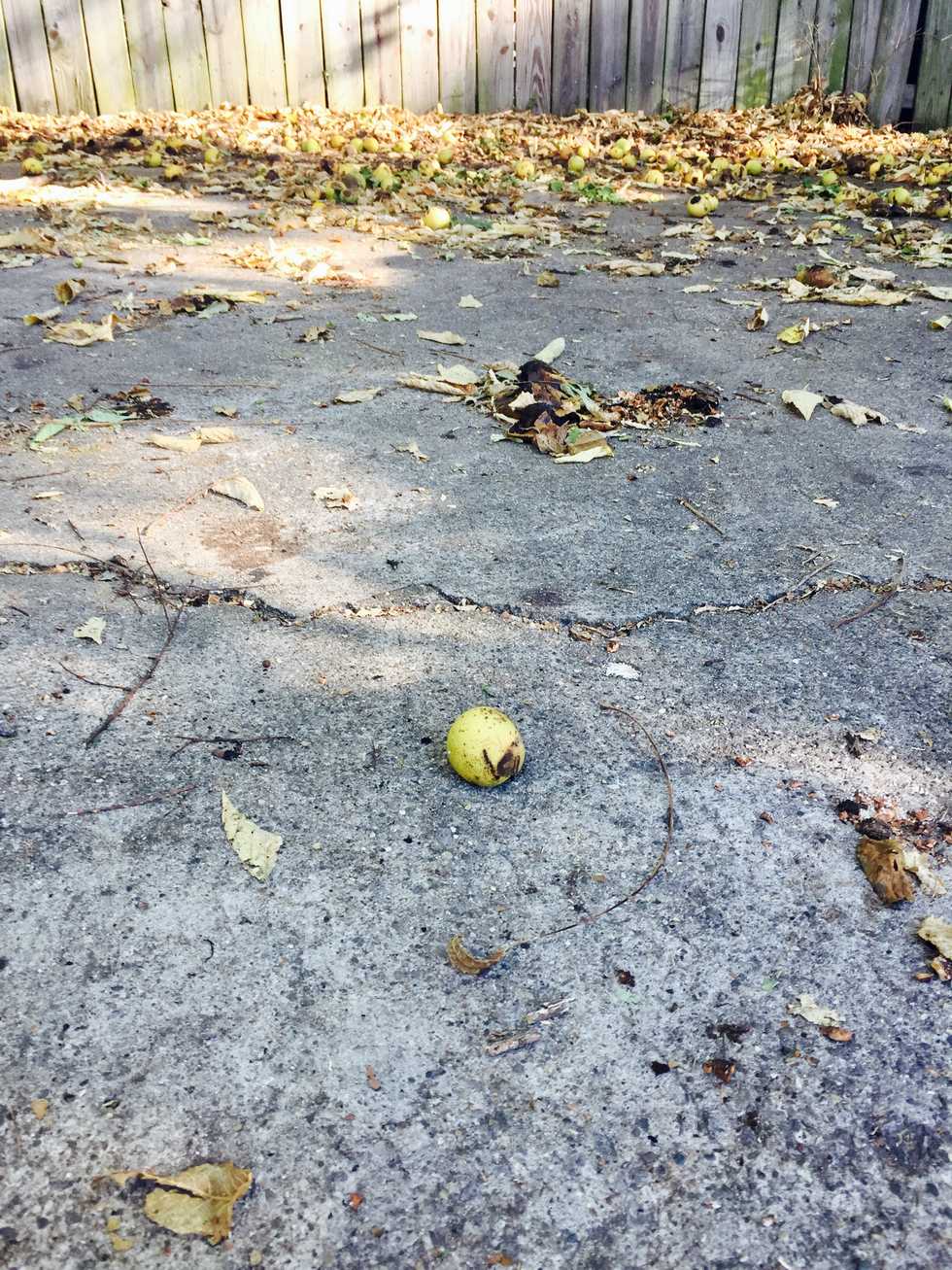 An Open Letter To The Walnuts That Keep Hitting My Car
