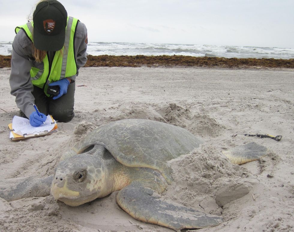 Hurricane Irma Washes Away Thousands Of Sea Turtle Nests