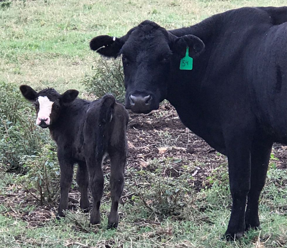 7 Reasons I Love Calving Season